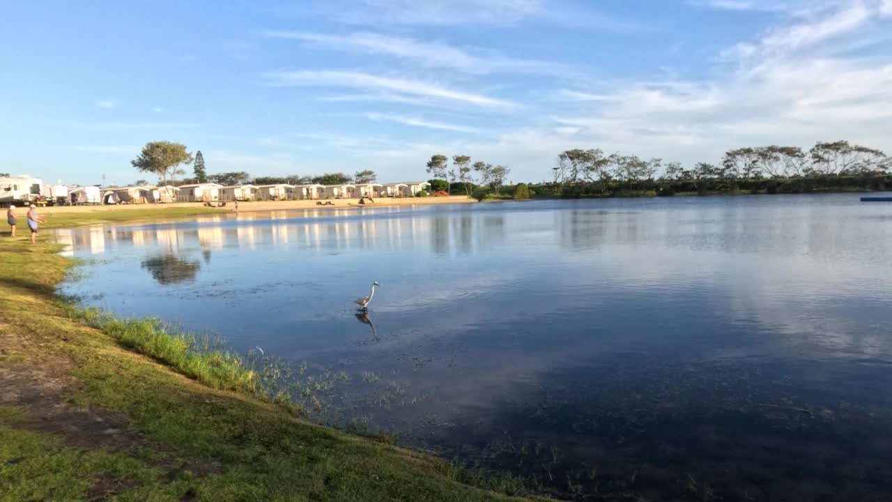 鸟儿在宁静的湖面上飞翔视频素材