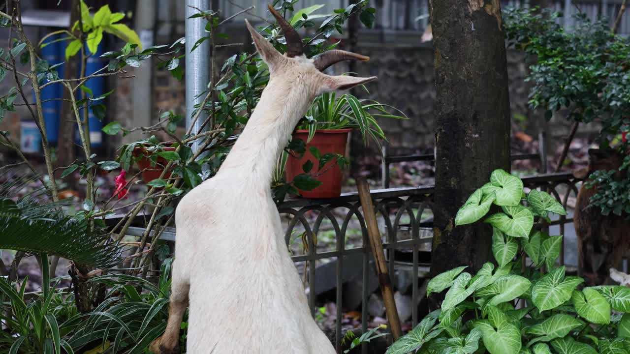 城市花园里的山羊视频素材