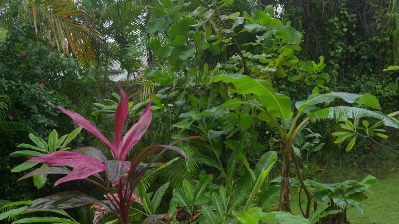 热带植物花园环境与雨滴视频素材