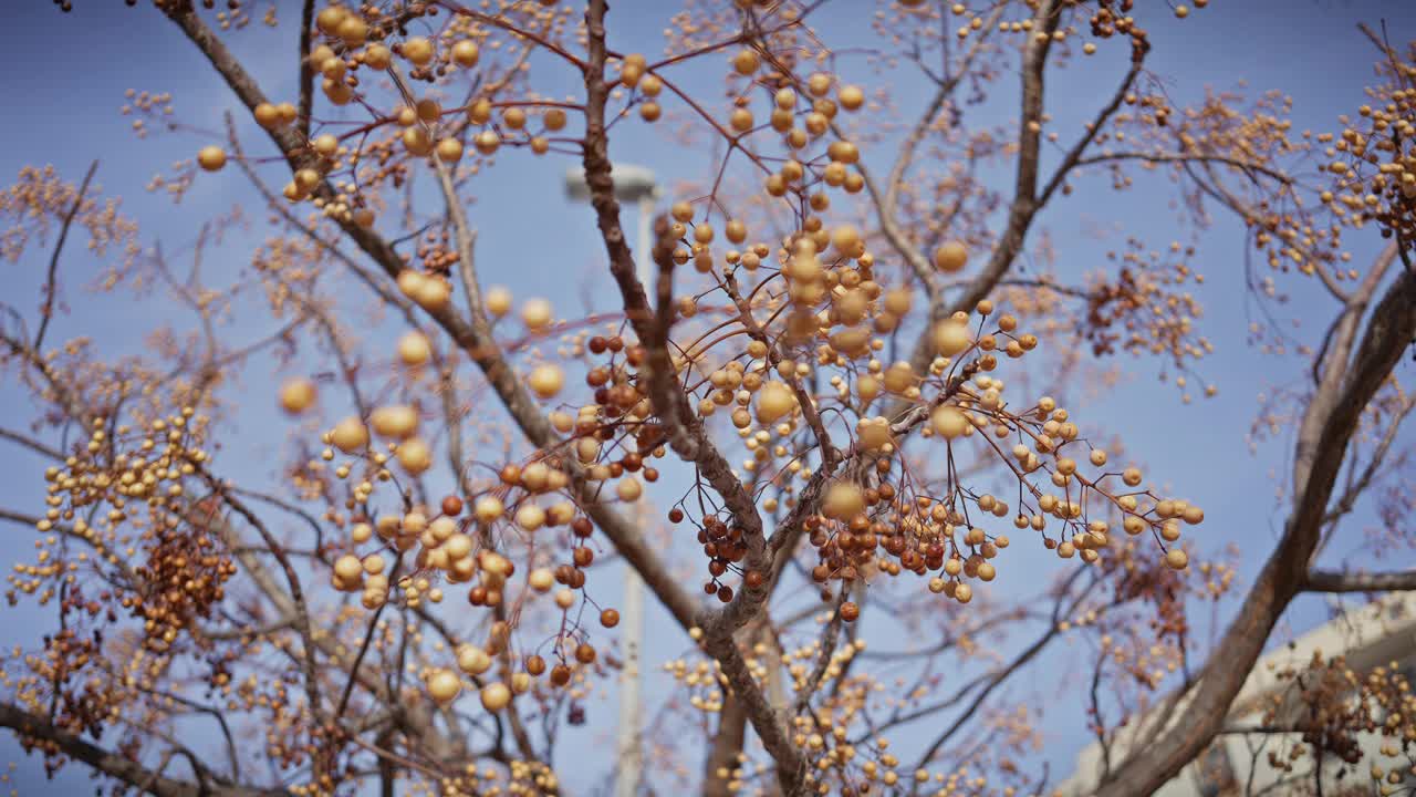 苦楝的特写，通常被称为苦楝树，成熟的黄色浆果映衬着秋天模糊的季节天空。视频素材