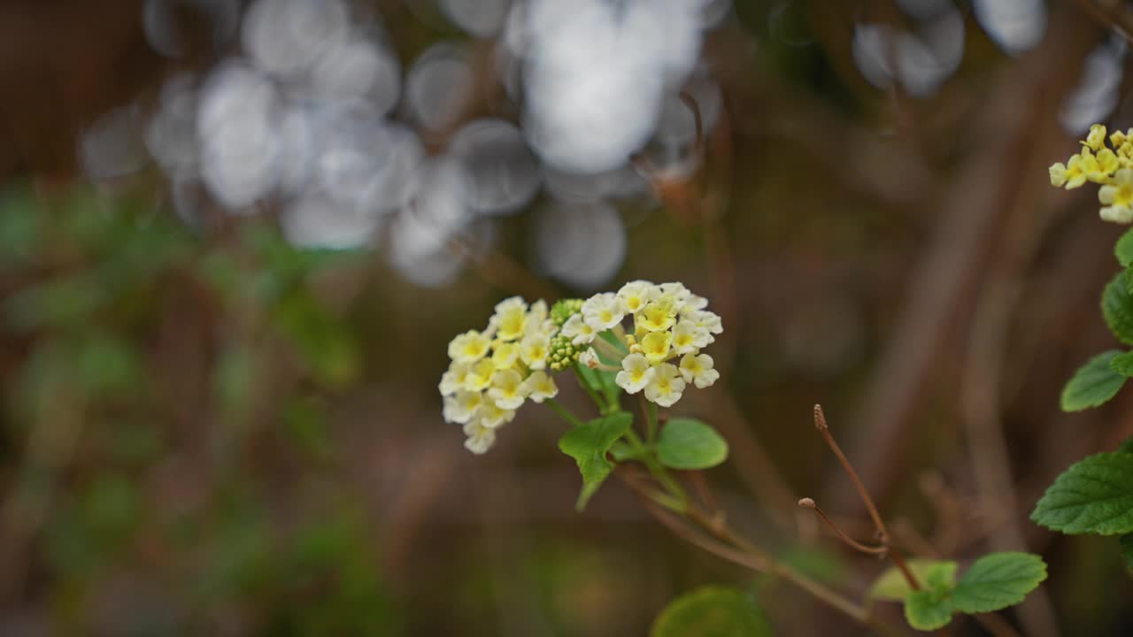 西班牙穆尔西亚，用散景法拍摄的大灯笼花特写，展示了自然和植物。视频素材