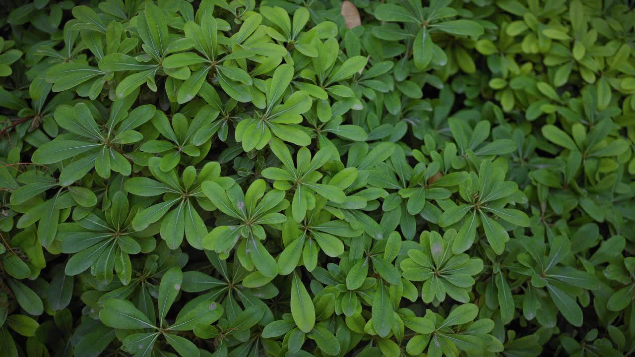 在穆尔西亚，西班牙，郁郁葱葱的绿色pittosporum tobira叶子，散发出充满活力的，自然的精华视频素材