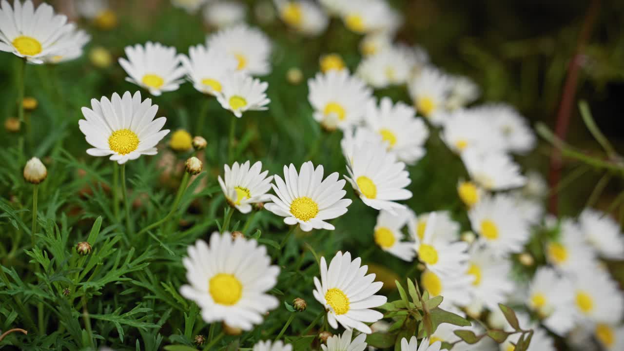 充满活力的野生玛格丽特雏菊，银菊，在自然穆尔西亚，西班牙栖息地蓬勃发展。视频素材