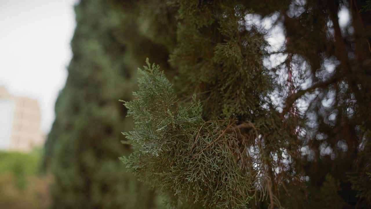 西班牙穆尔西亚的柏树叶子特写，展示了地中海植被的纹理和绿色。视频素材