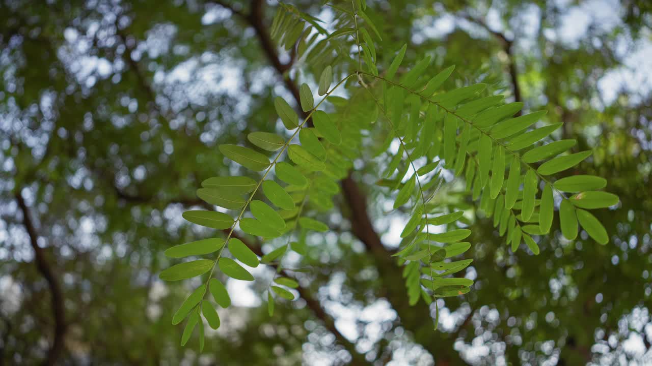 在西班牙穆尔西亚的自然环境中，充满活力的金合欢绿叶在斑驳的阳光下特写，描绘了郁郁葱葱的植被和宁静的户外环境。视频素材