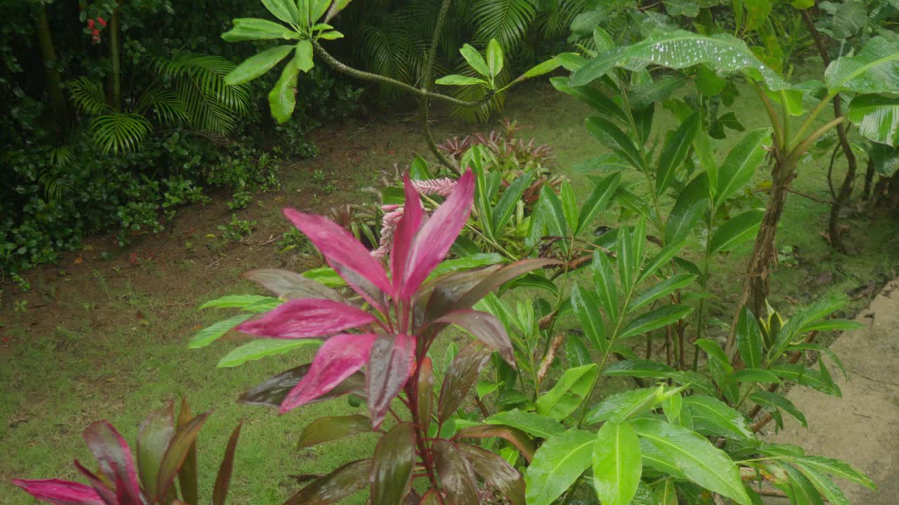 热带花园中的龙血树和雨滴视频素材