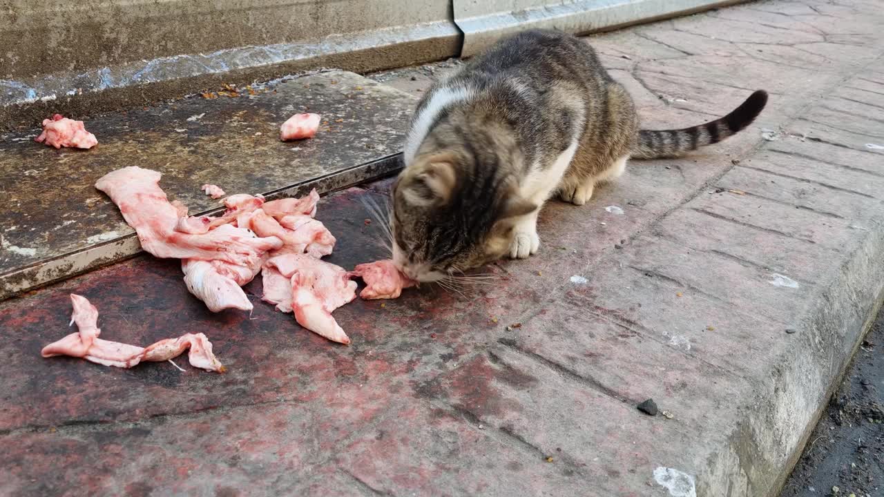 饥饿的流浪猫在城市街道上吃食物或肉视频素材