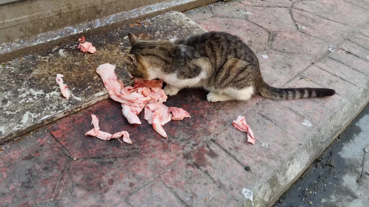 流浪猫吃生鸡肉视频素材