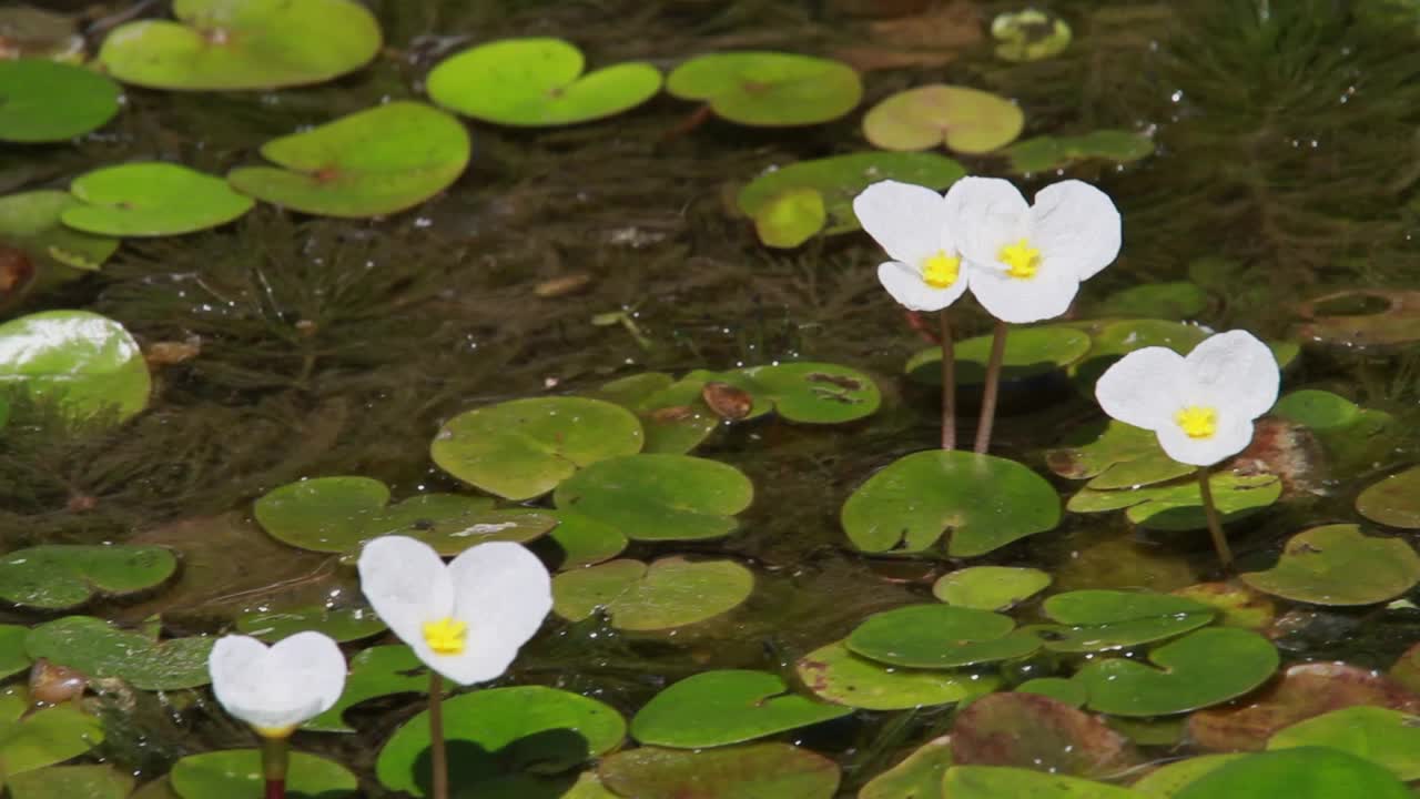 泥鳅，被称为蛙类视频素材