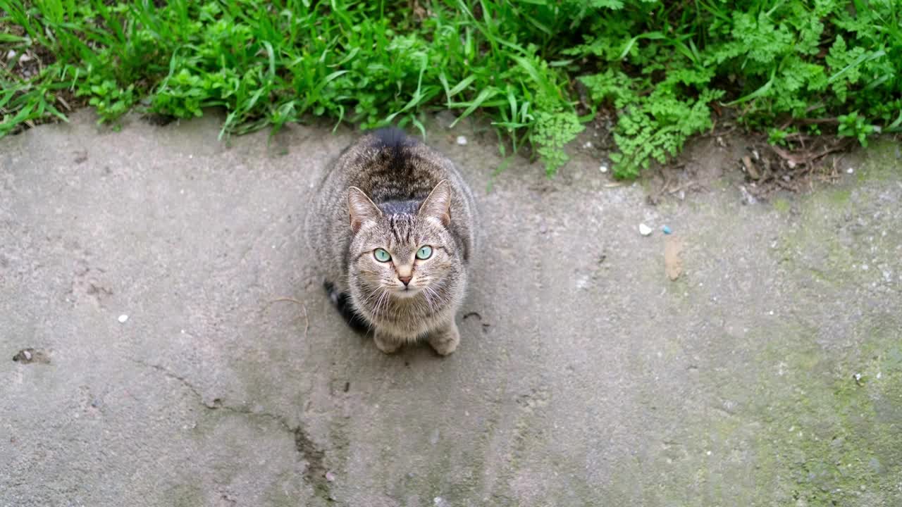 可爱的棕色猫在浅色背景视频下载