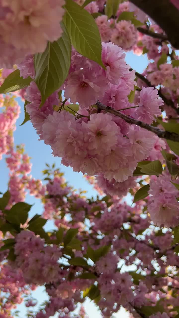 樱花枝头的近景。粉红色的樱花映衬着蔚蓝的天空。垂直视频与樱花。樱花的背景视频下载