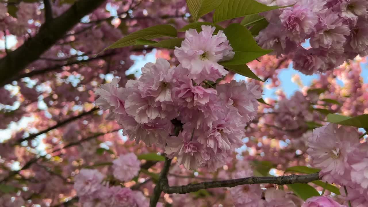 水平视频的樱花接近视频素材