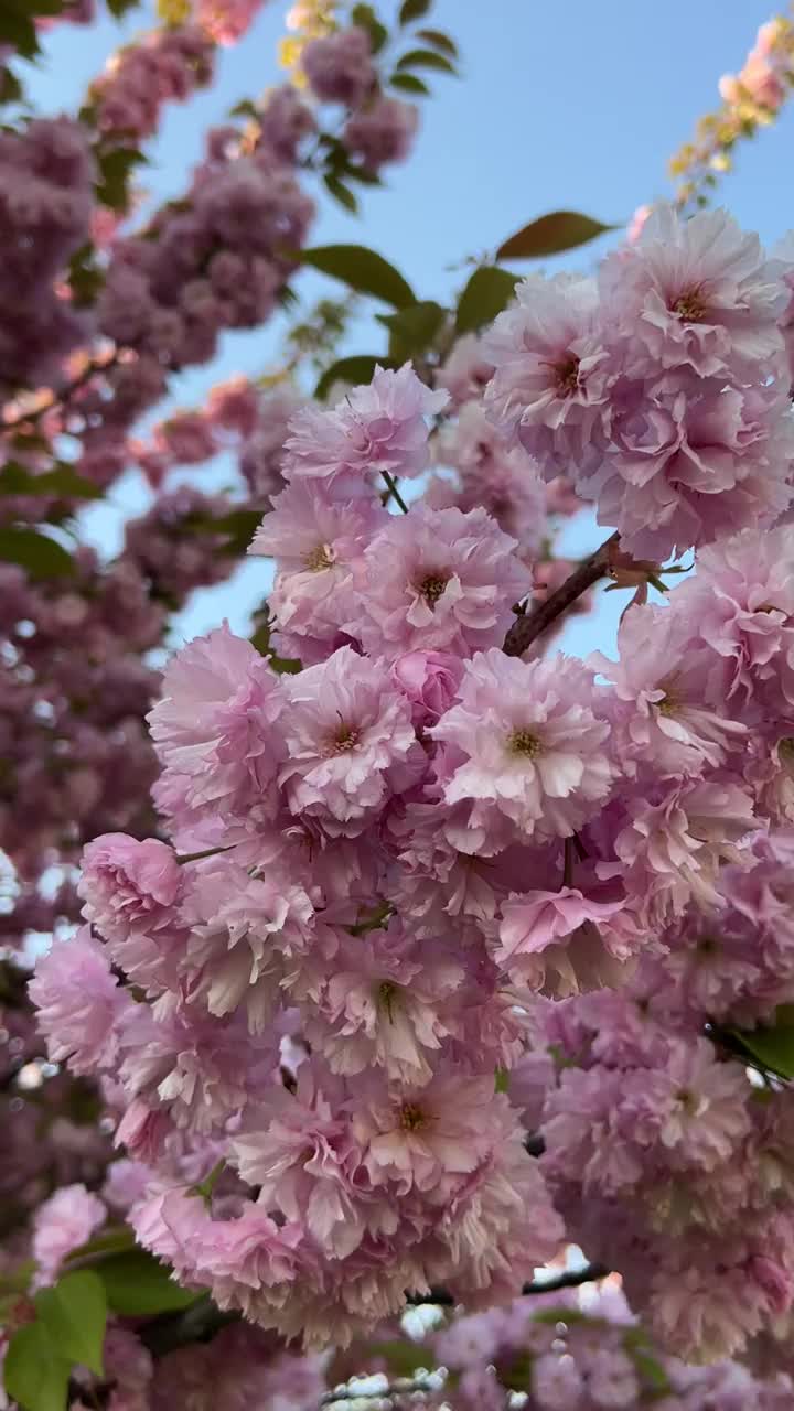 在夕阳的天空背景下，盛开的粉红色樱花树枝视频素材