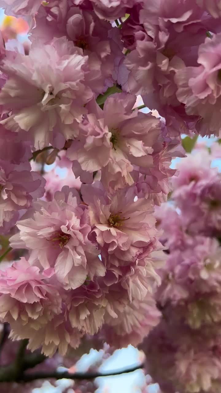 盛开的樱花衬着蓝天视频素材