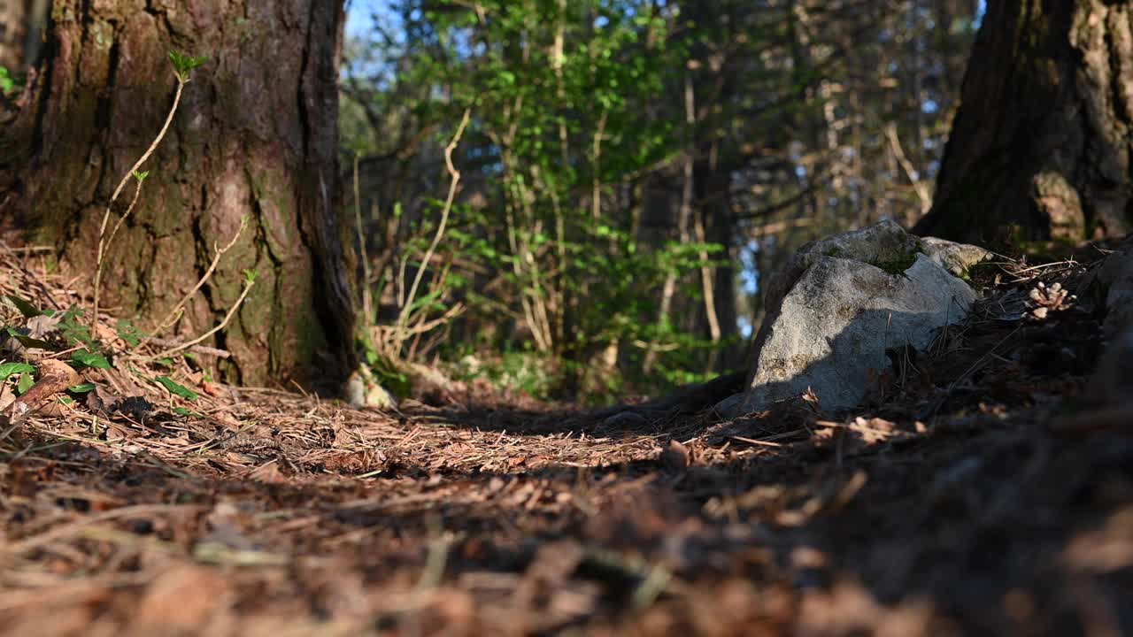 山间的奔跑者视频素材