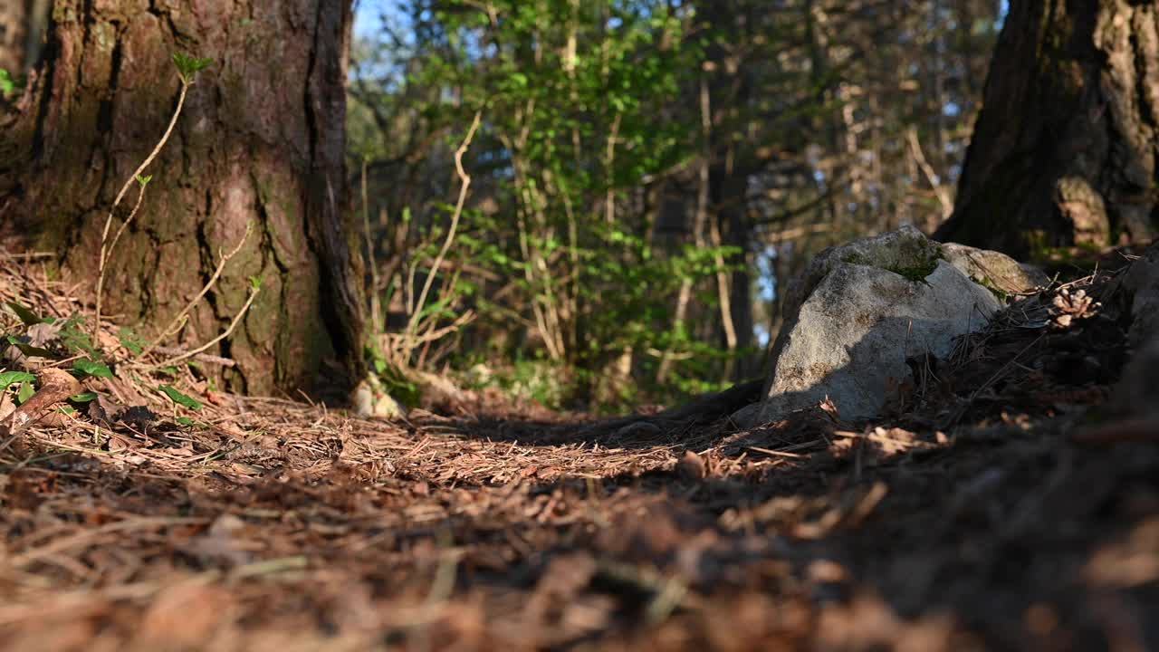 山间的奔跑者视频素材