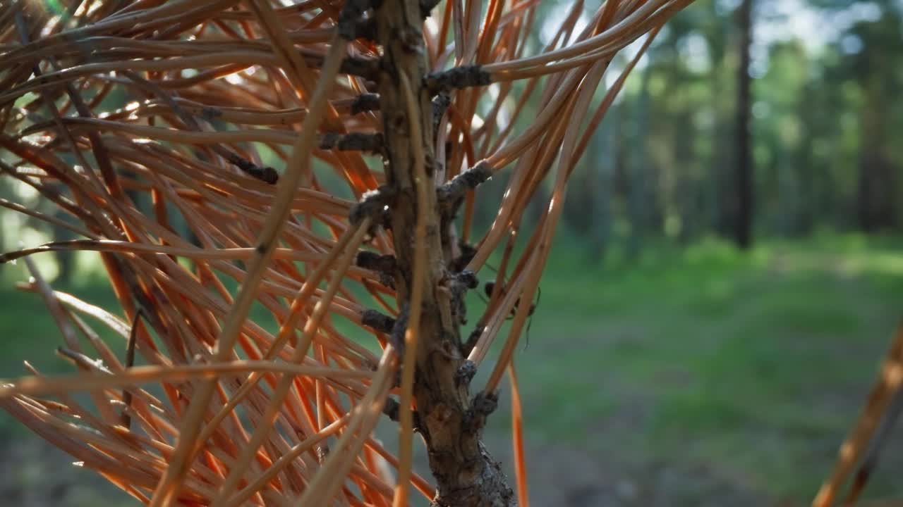 树荫下的干松枝和蚂蚁视频素材