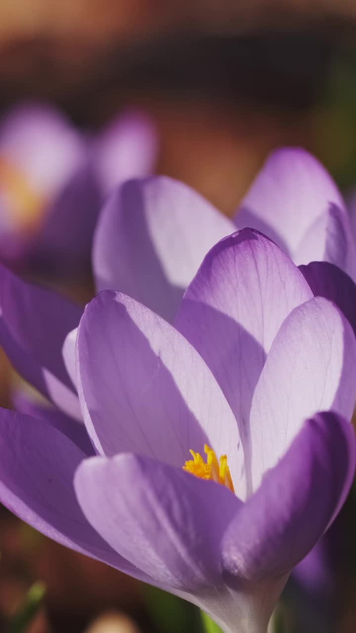 藏红花春天开花视频素材