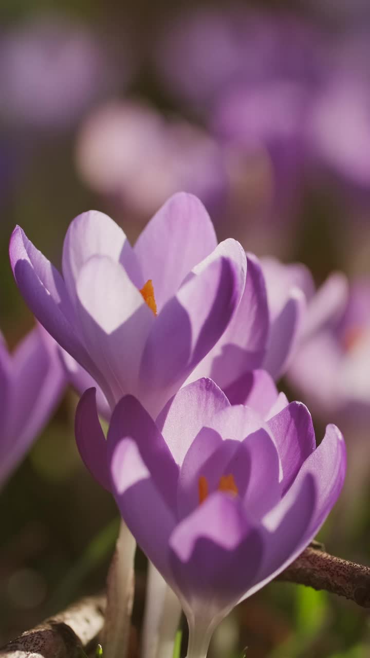 春花开花的番红花视频素材