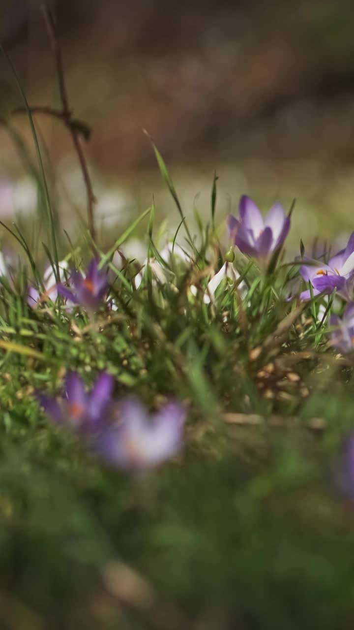 春花开花的番红花视频素材