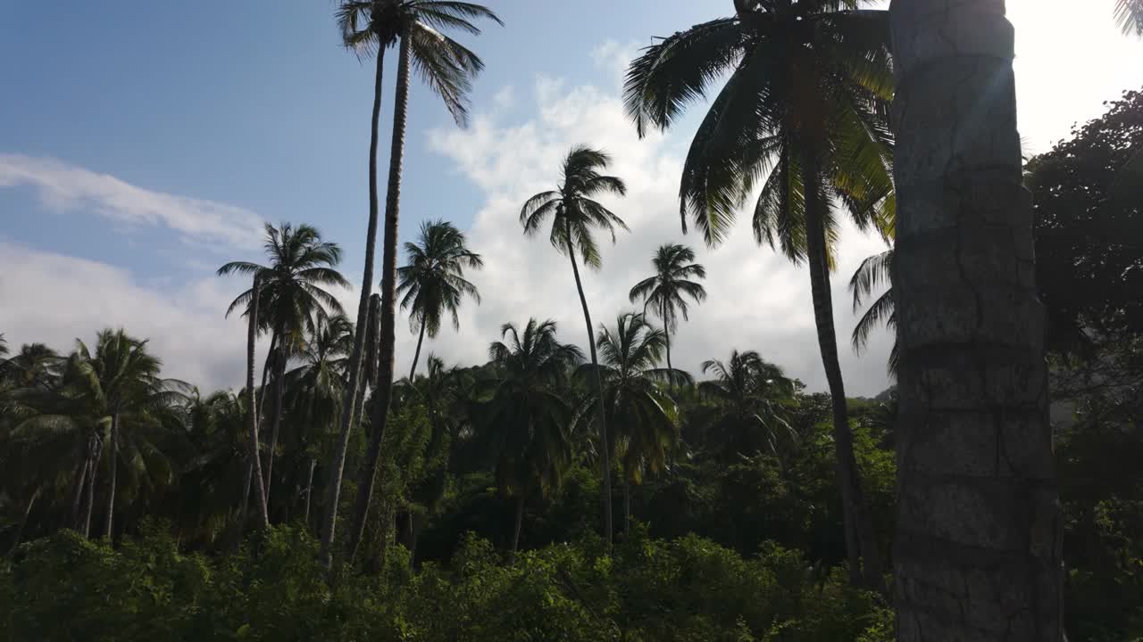 在哥伦比亚宁静的天空下，郁郁葱葱的泰罗纳国家公园的棕榈树林视频素材