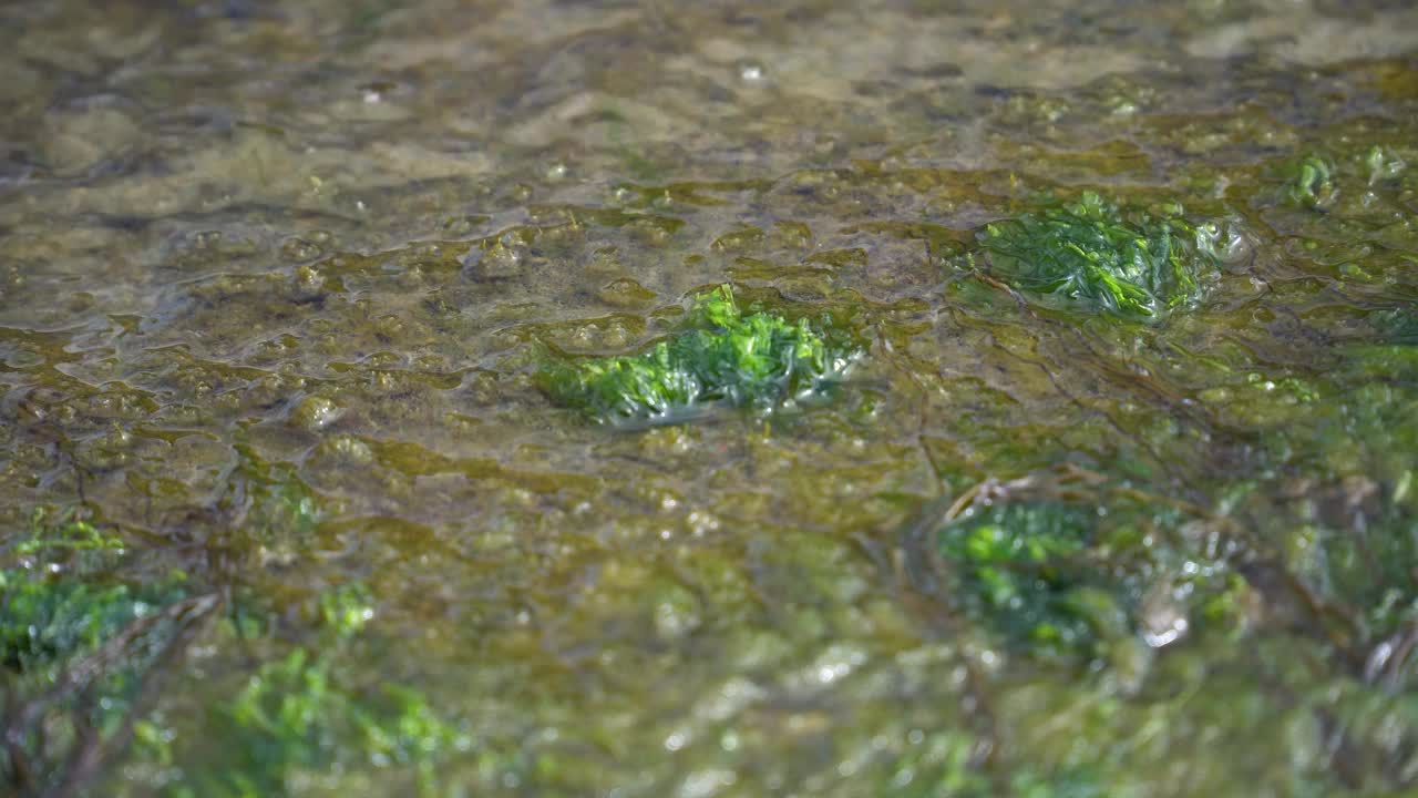 海藻随波浪移动的近景视频下载