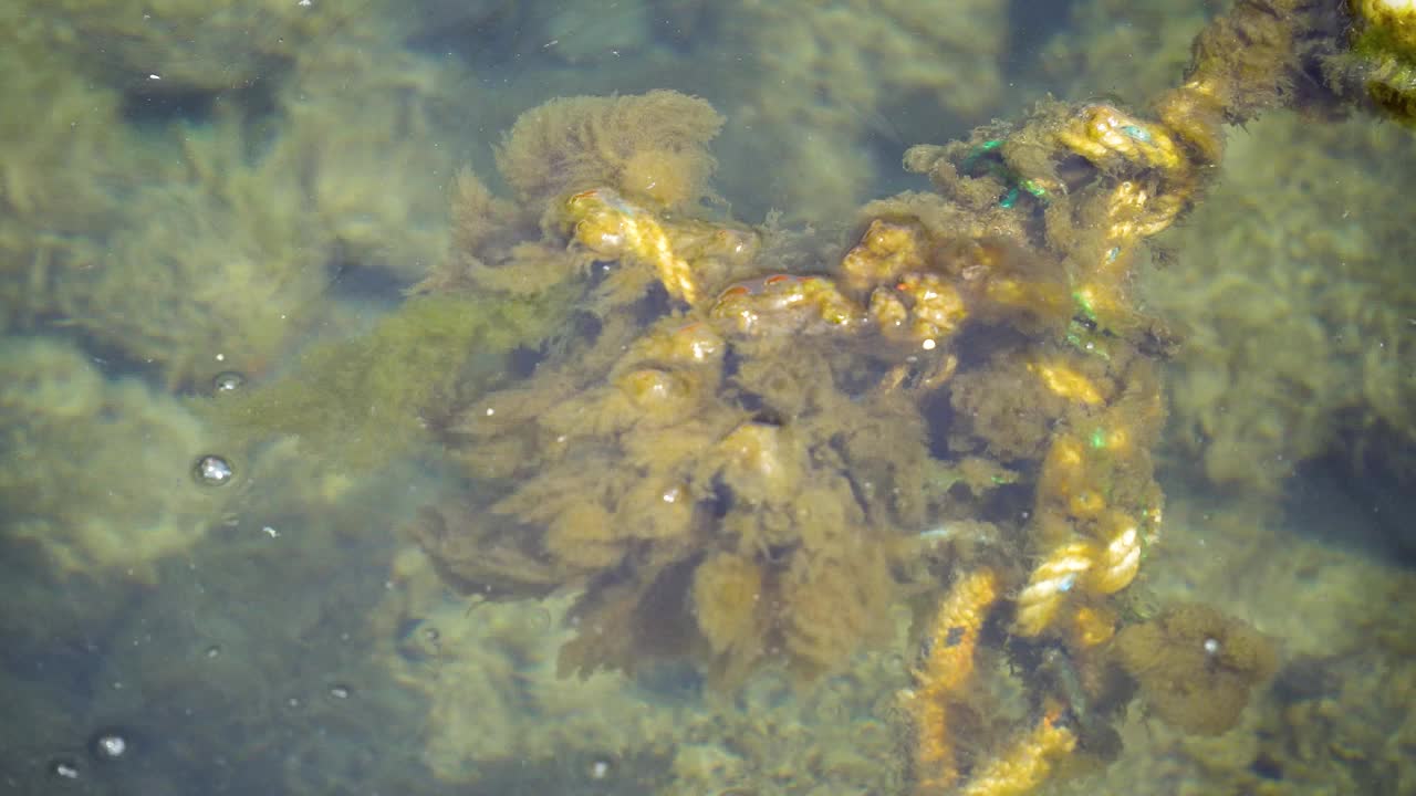 海里长满青苔的绳子和岩石视频下载