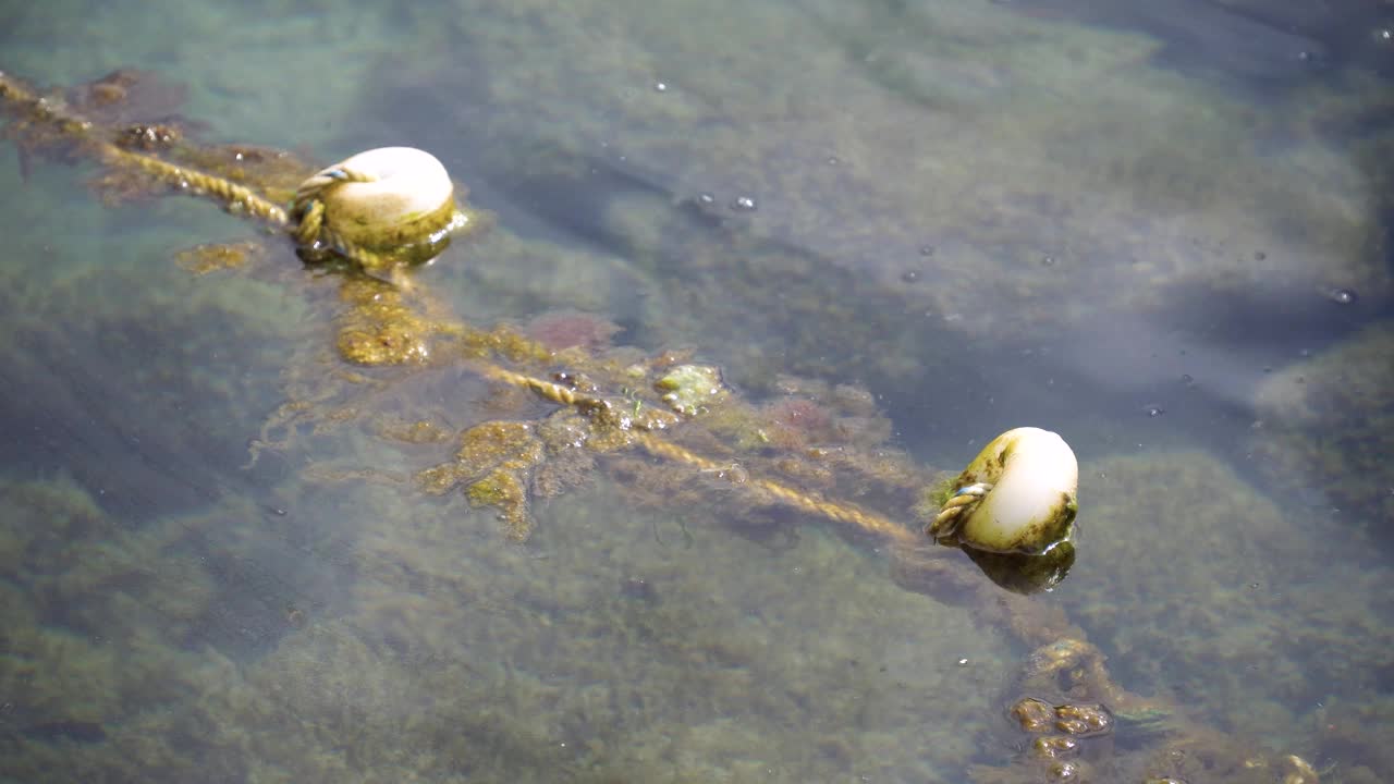 近距离观察海上漂浮的苔藓浮标视频素材