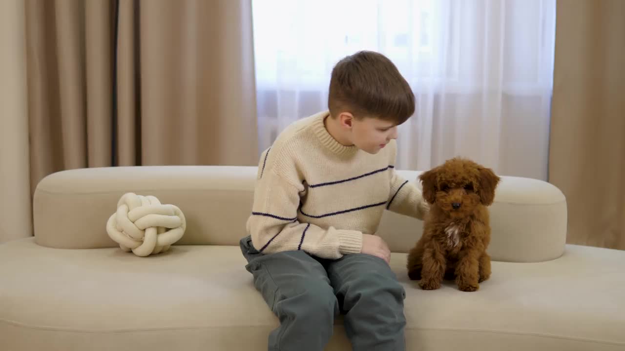 狗最好的朋友棕色迷你多犬男孩的沙发快乐快乐快乐的玩狗最好的朋友孩子的快乐伴侣。狗是最好的朋友，象征着美丽品种友谊的温暖和幸福。视频素材