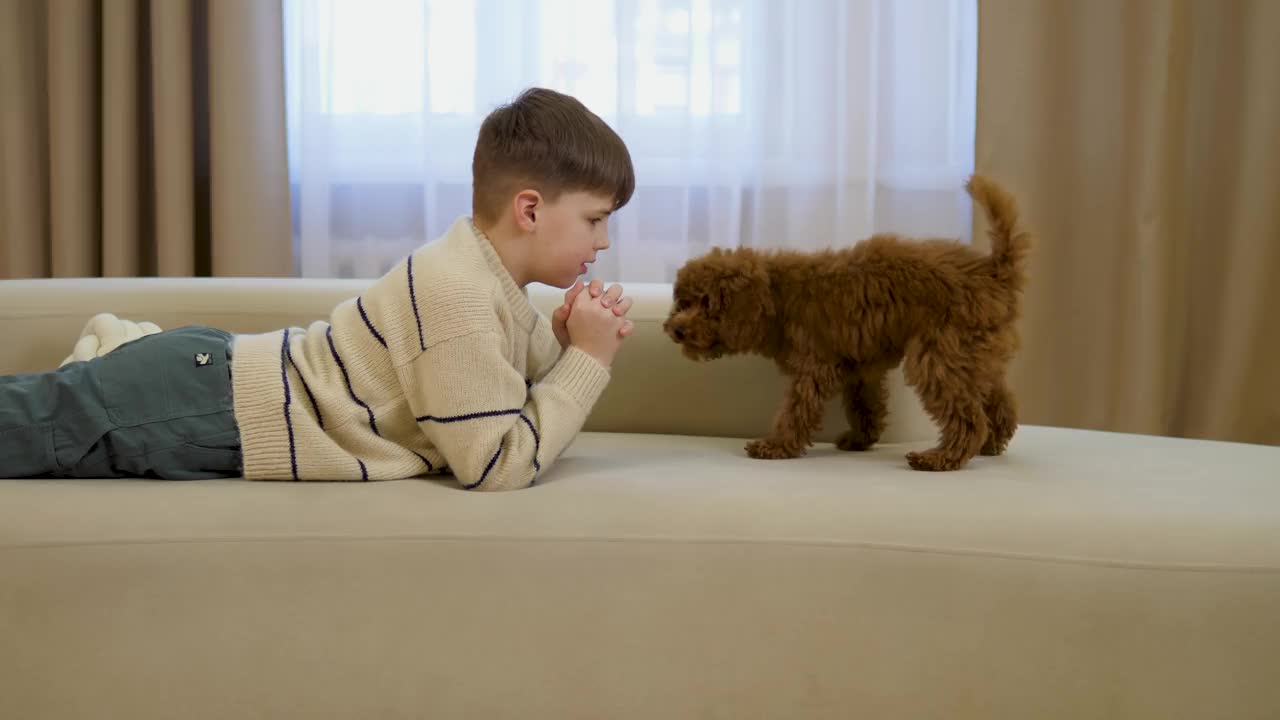 迷你犬多犬品种与男孩玩耍，象征着顽皮的友谊和快乐。孩子与多犬品种的亲密关系快乐的毛茸茸的时刻多犬品种明星工作室拍摄儿童动物友谊。视频素材