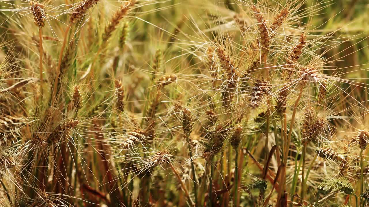 大自然中的小麦在室外随风摇摆视频素材