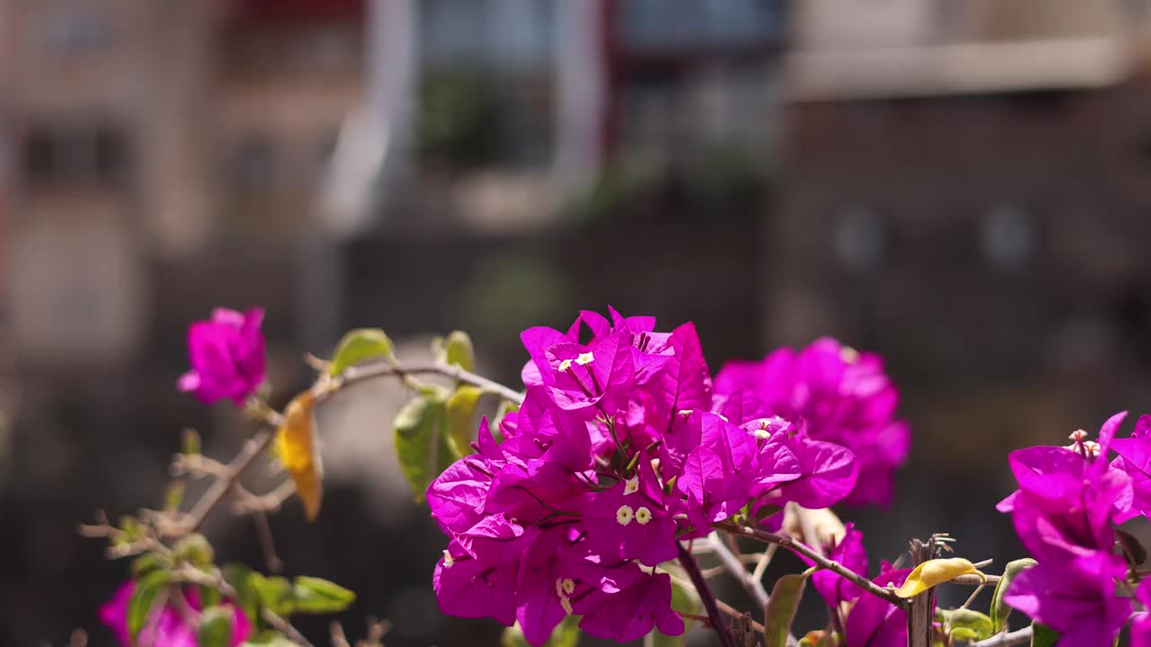 叶子花属视频素材