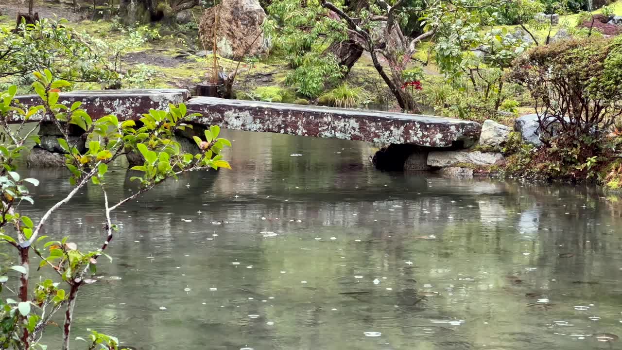 日本京都，孔知仁寺桥上的池塘上的雨滴。静态的照片视频素材