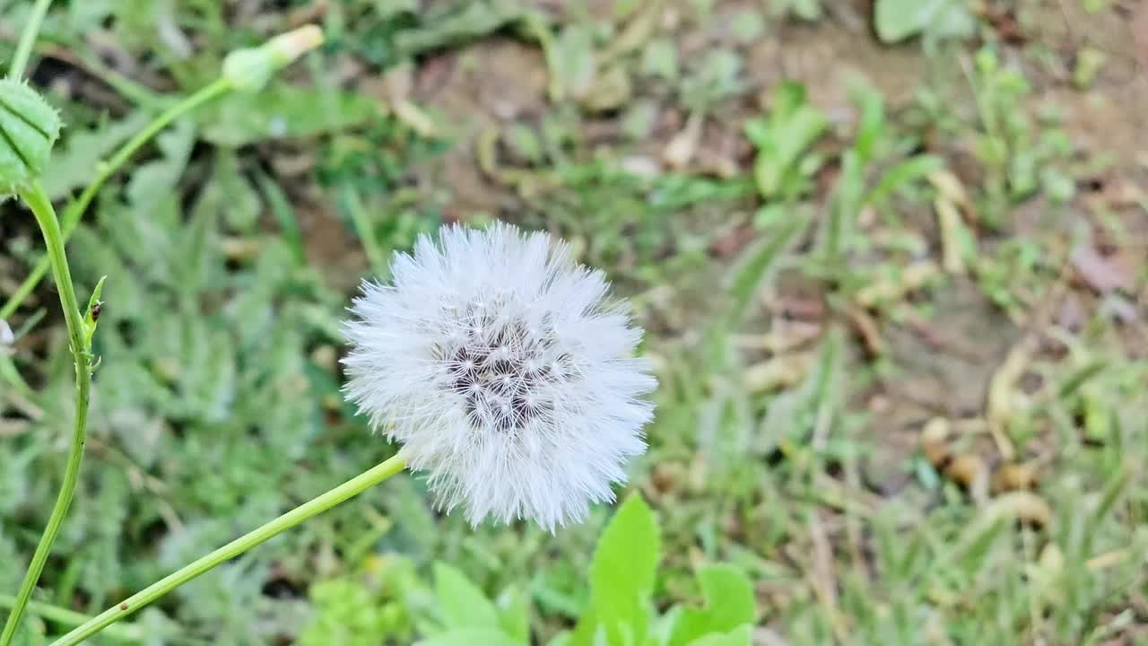 蒲公英，菊科开花植物的大属，由俗称蒲公英的种属组成，蒲公英的种头种头，吸引传粉昆虫视频素材