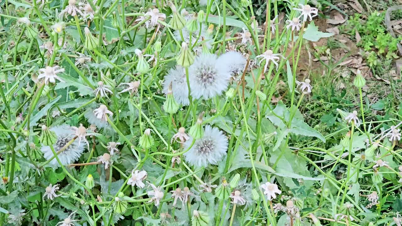 蒲公英，菊科开花植物的大属，由俗称蒲公英的种属组成，蒲公英的种头种头，吸引传粉昆虫视频素材