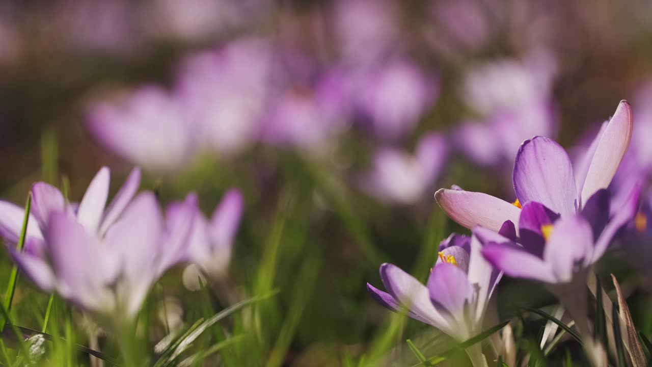 春花开花的番红花视频素材