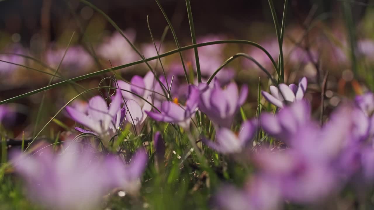 春花开花的番红花视频素材