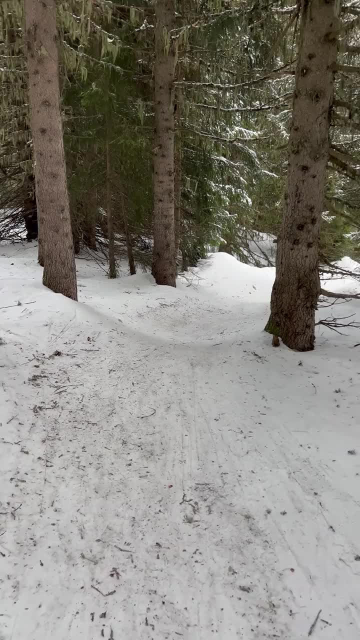 滑雪者在滑雪胜地Courchevel的树间滑雪时录音视频素材