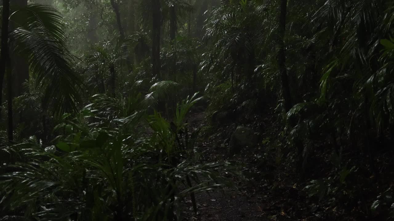 朦胧的雨林氛围视频素材