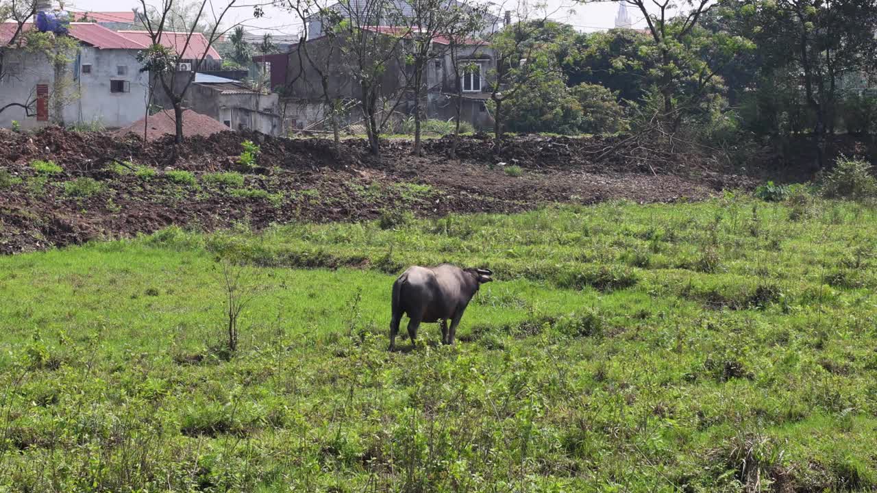 乡村景观中的野牛放牧视频素材