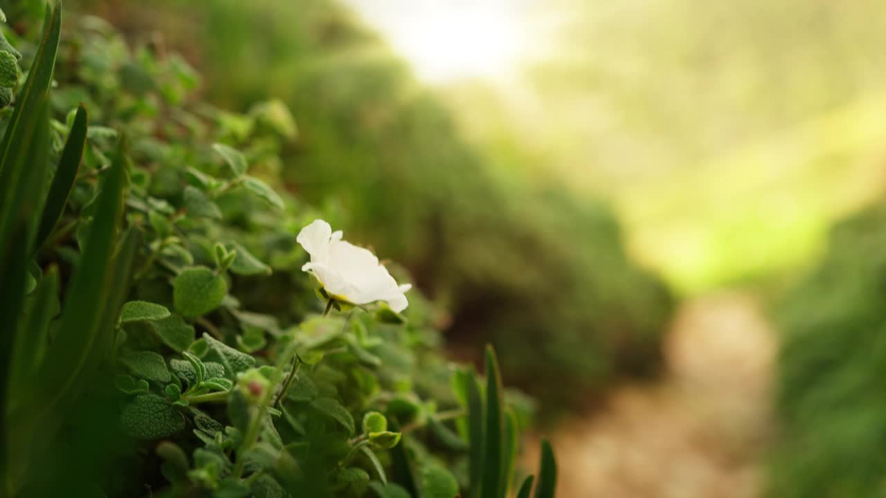 美丽的白花在花园里盛开的特写视频素材