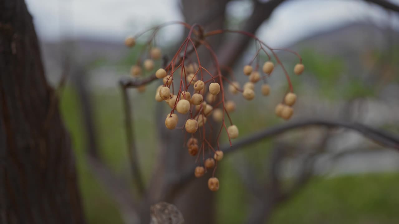 在模糊的自然背景下，苦楝或苦楝树的浆果状果实的特写视频素材