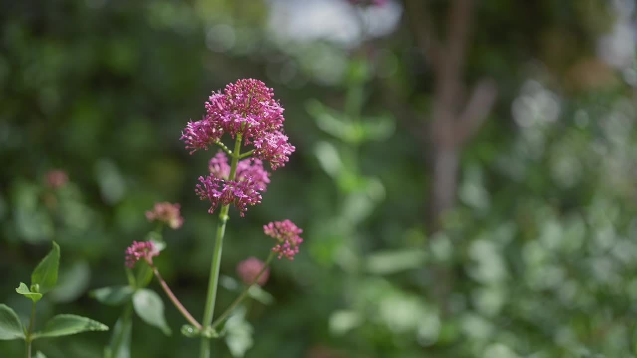 Centranthus橡胶，粉红色的缬草花，描绘在他们的自然野生栖息地与软散景背景。视频素材