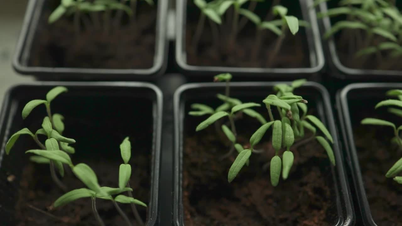 温室灯光下生长的番茄幼苗。年轻的绿色番茄幼苗在一个特殊的塑料环保形式在木制背景视频素材