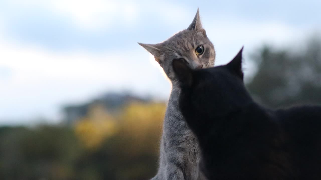 愤怒的流浪猫视频下载