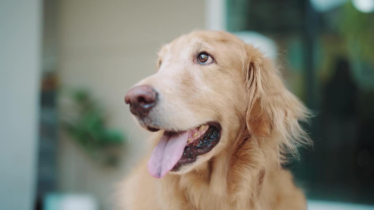 一只金毛猎犬的画像坐在房子前面视频素材