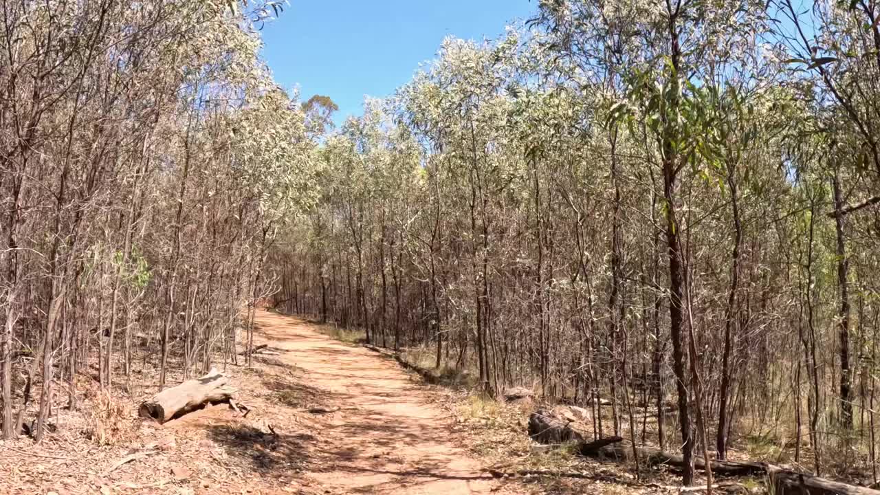 穿越树林小径的旅程视频素材