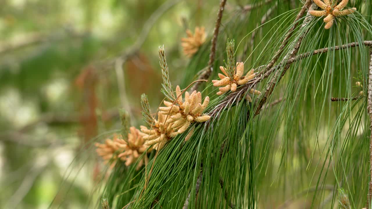 山松(Pinus brutia)树枝上的雄性花粉球果与绿色的春针紧密相连视频素材