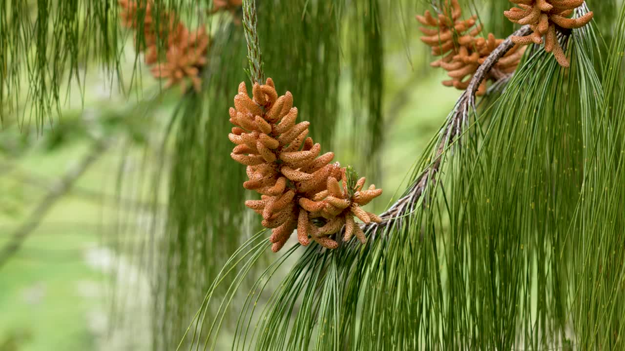 一棵野生常绿针叶树上美丽的松花粉球果，靠近绿色茂盛的针叶。松果体brutia视频素材