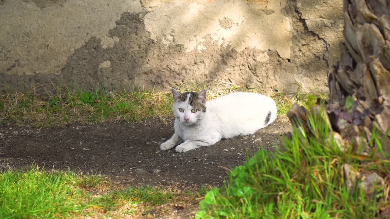 猫在草地上看东西的画面视频下载